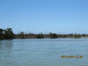 Matalaa mangrovea Meksikonlahdella